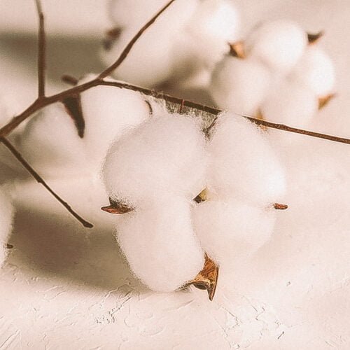 Fleur de coton