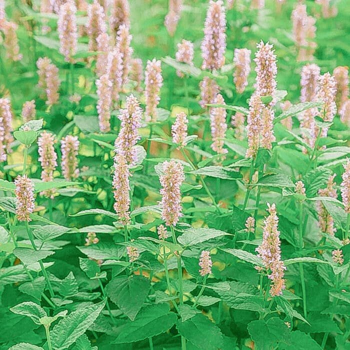Patchouli poivré